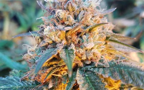 Tips For Growing Skywalker Og Cannabis Leafly