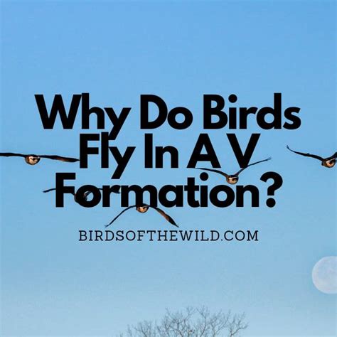 Why Do Birds Fly In V Formation Explained Birds Of The Wild