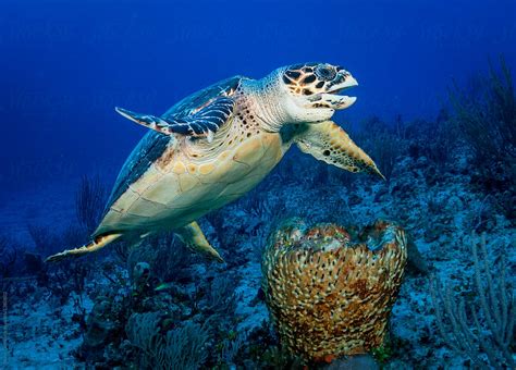 Hawksbill Sea Turtle Eating Sponge By Shane Gross Conservation