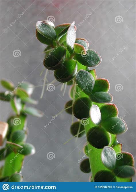 Kalanchoe Houghtonii Close Up Stock Photo Image Of Bryophyllum Plant
