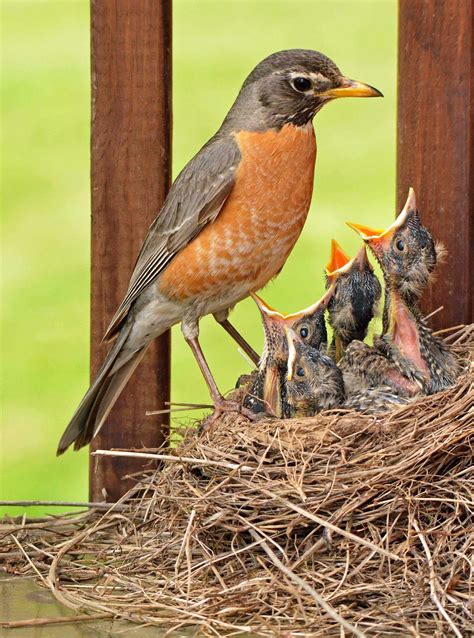 Robin baby robins photography American robin robin brood | Etsy
