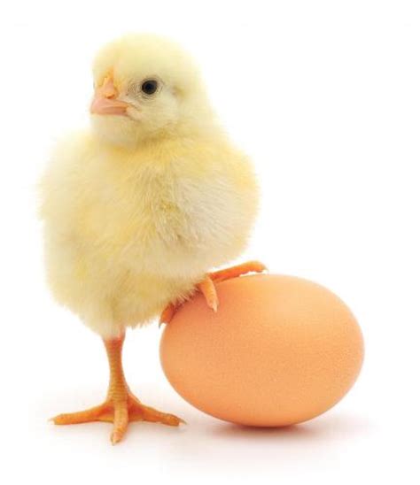 10 Interesting Chicken Facts My Interesting Facts