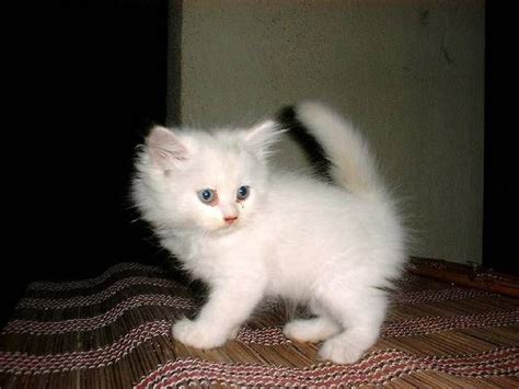 Will be vet checked, inoculated and dewormed. pictures of white cats for sale | Cute pure white kitten ...