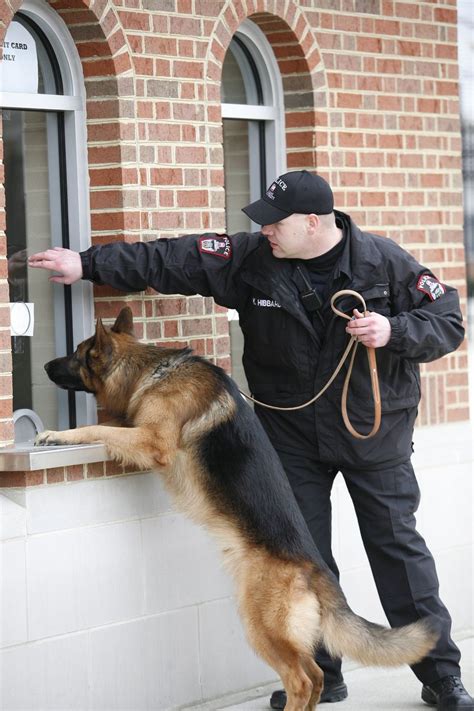 K9 Unit Military Working Dogs Military Dogs Animal Heros Dog Hero