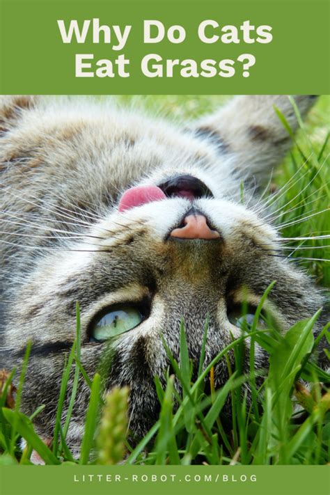 Why Do Cats Eat Grass Is Grass Bad For Cats Litter Robot