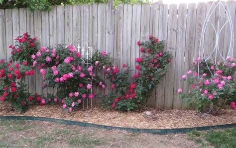 40 Amazing Rose Garden Ideas For Your Backyard Decor Home Ideas