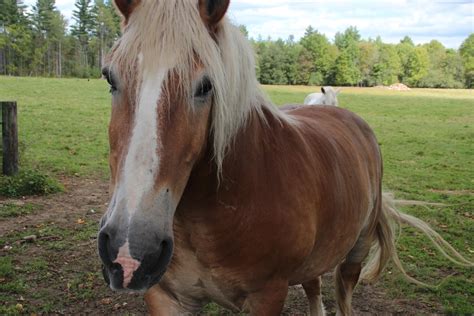 ↑ bylaws of the belgian draft horse corp // belgian draft horse corporation of america. The Mr. Hunter Wall: The Enchanting Belgian Draft Horses