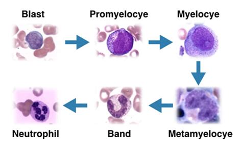 Myeloid Cells Hematology Ascp Differentiation