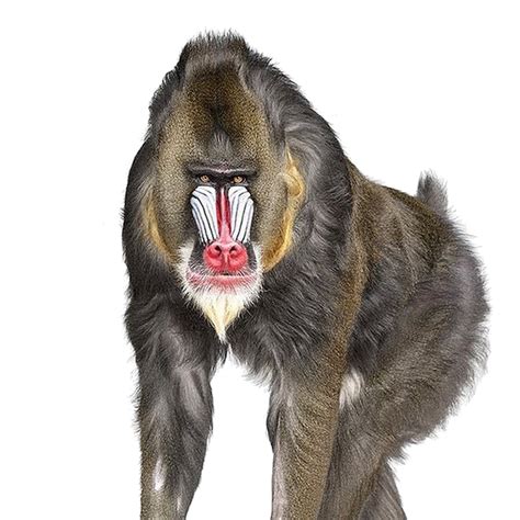 Free Baboon Png Transparent Images Download Free Baboon Png