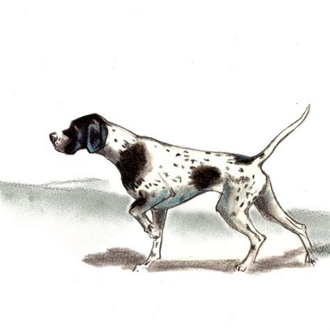 English Pointer Dog Art Vintage Style Print Etsy