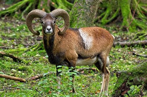 Mouflon Wild Sheep Nature Forest Mammal Horns Animal World Wild