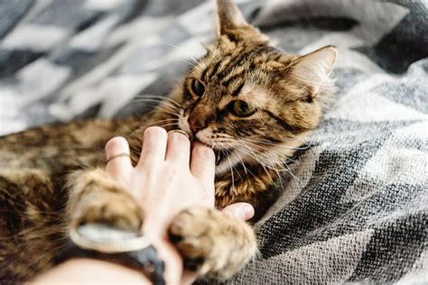 Why Do Cats Bite Great Pet Care