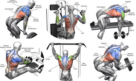 Muscles of the back, anatomy chart. Building Back Muscles - 3 Mass Building Back Exercises - Bodydulding