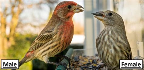 12 Types Of Finches Found In Washington Id Guide 2022