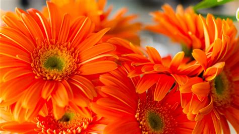 Closeup View Of Orange Daisies Flowers 4k Hd Spring Wallpapers Hd
