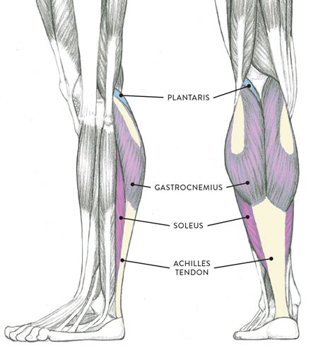 Muscles that act on the leg. Muscles of the Leg and Foot - Classic Human Anatomy in ...