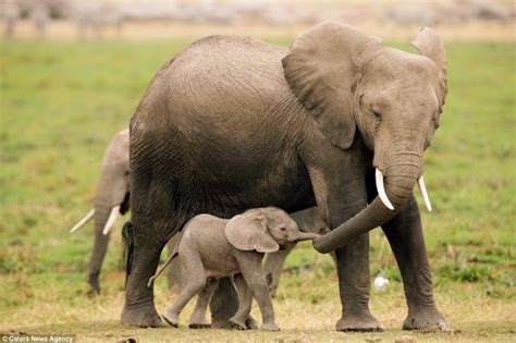 Imagenes De Elefantes Fotografia Mama Elefante Con Sus Dos Crias 3 3 16