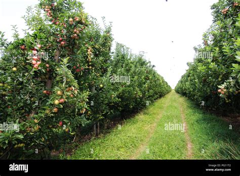 High Density Apple Orchard Hi Res Stock Photography And Images Alamy
