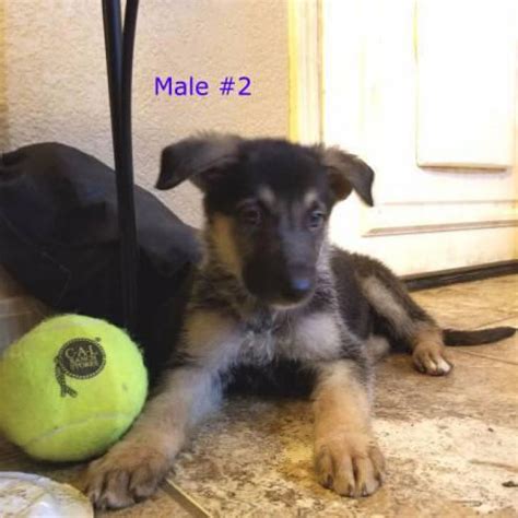 Dam's are cheyanne von … 2 German Shepherd Puppies 2017 in Phoenix, Arizona - Puppies for Sale Near Me