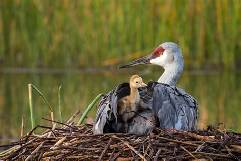 Michigan Audubon Urges Commission To Maintain Sandhill Crane Status As