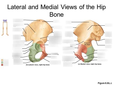 Lateral And Medial Views Of Hip Bone Diagram Quizlet