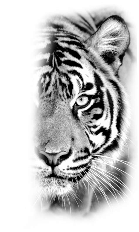 Pin By Renan Cezar On A Tiger Eyes Tattoo Tiger Tattoo Design Tiger