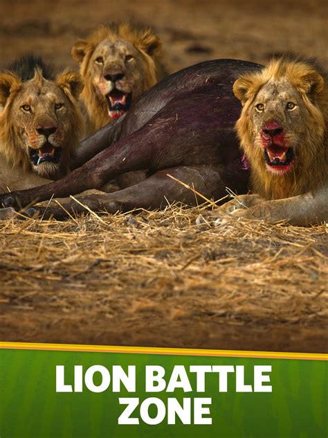 Lion Battle Zone Where To Watch And Stream Tv Guide