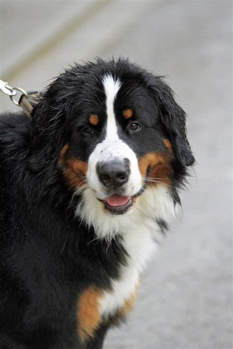 Bernese Mountain Dog 2 Like The Other Sennenhounds The Flickr