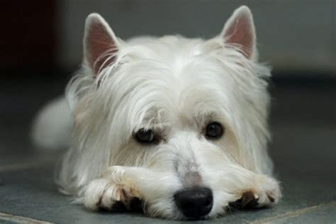 A White Dog Laying On The Floor With Its Eyes Wide Open And His Head