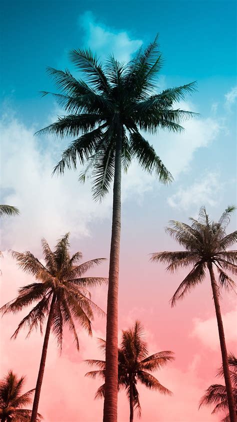 1080p Free Download Palm Tree Vibes Miami Beach Palm Tree Vibe