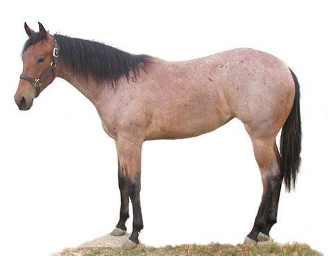 This Is An Example Of A Bay Roan One Of Aqhas 17 Recognized Coat