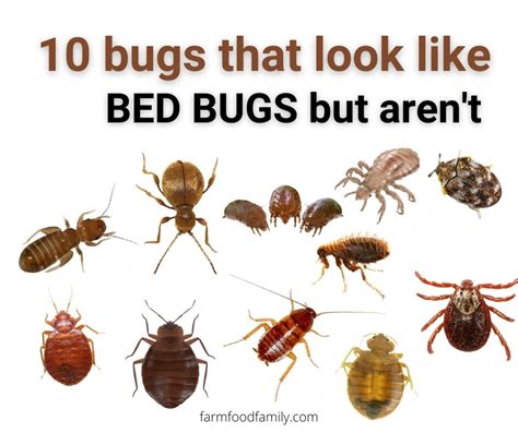 Does A Bed Bug Look Like Pest Phobia