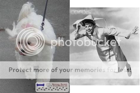 Celebritymaltese Look Alike Page 5 Maltese Dogs Forum Spoiled