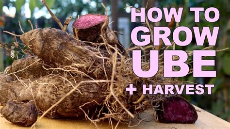 How To Grow Ube Purple Yam Harvest Youtube