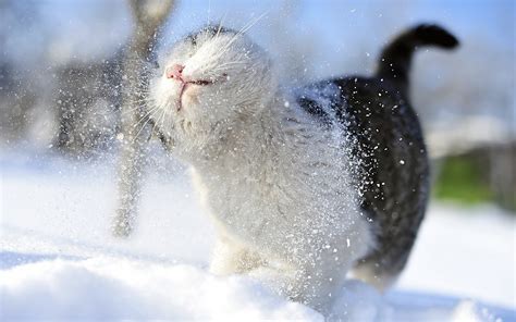 Cats In Winter Wallpaper Wallpapersafari