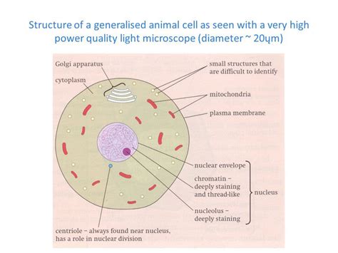 Some features common to animal cells. Q14 Draw a large diagram of an animal cell as seen through ...