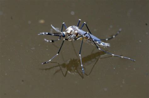 Mosquitos Geneticamente Modificados Podem Ser Nova Arma Contra O Aedes Local Diario De Pernambuco