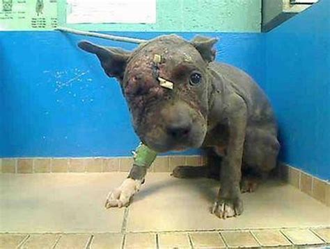 Bacon Brings Home Recovering Pit Bull Puppy Abused In Dog