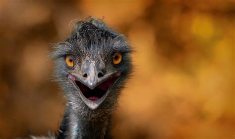 777897 4k 5k 6k Ostriches 1zoom Head Rare Gallery Hd Wallpapers