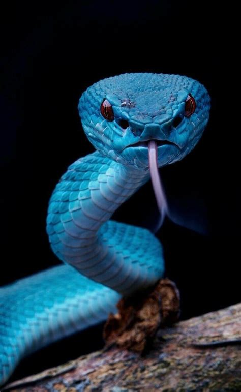 Blue Pit Viper🐍 Cute Reptiles Reptiles And Amphibians Snake