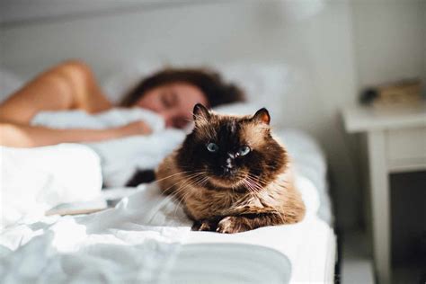 Let The Cat Sleep In The Bed Creating A Strong Bond The Pet Tips