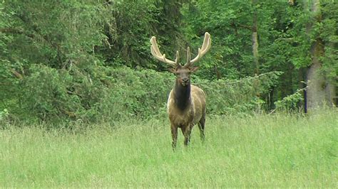 Native Animals Nw Trek Youtube