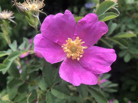Wisconsin Wildflower Prairie Rose Rosa Arkansana