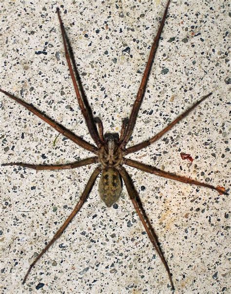 Types Of House Spiders Texas Taunya Gustafson