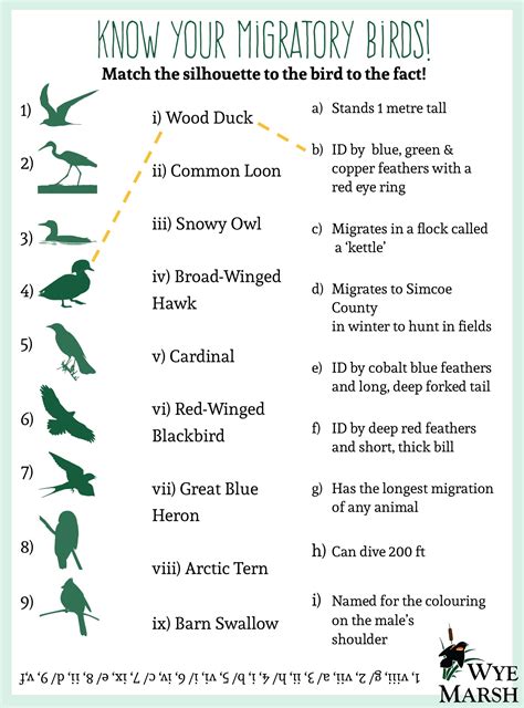 Migratory Birds Workshop