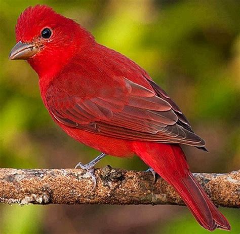 Beautiful Red Birds
