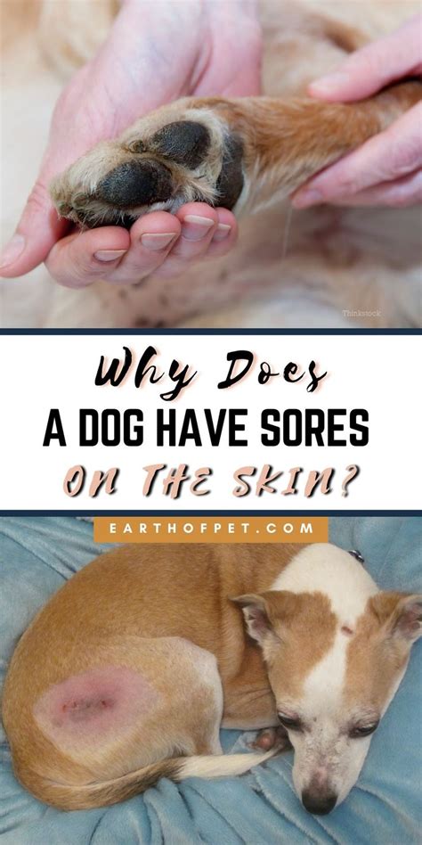 Why Does A Dog Have Sores On The Skin In 2021 Dogs Soreness Dog Owners