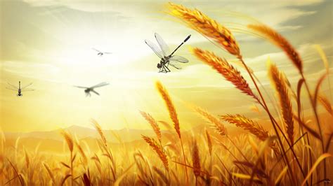 Free Download Harvest Of Golden Wheat Fields Wallpaper 10 Landscape