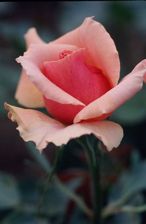 Soft Pink Rose Beautiful Roses Beautiful Flowers Rose Buds