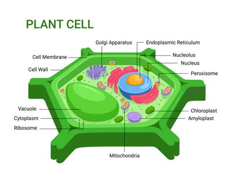 Plant Cell Wall Illustrations Royalty Free Vector Graphics And Clip Art